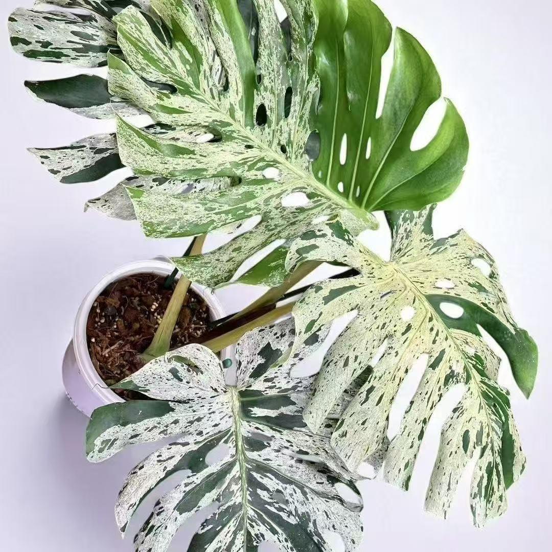 <東京から発送>観葉植物/モンステラ：デリシオーサ バルバソー 安定した斑入り いってんもの