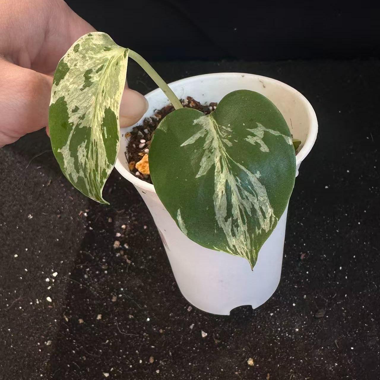 <東京から発送>観葉植物/モンステラ：デリシオーサ バルバソー 安定した斑入り いってんもの
