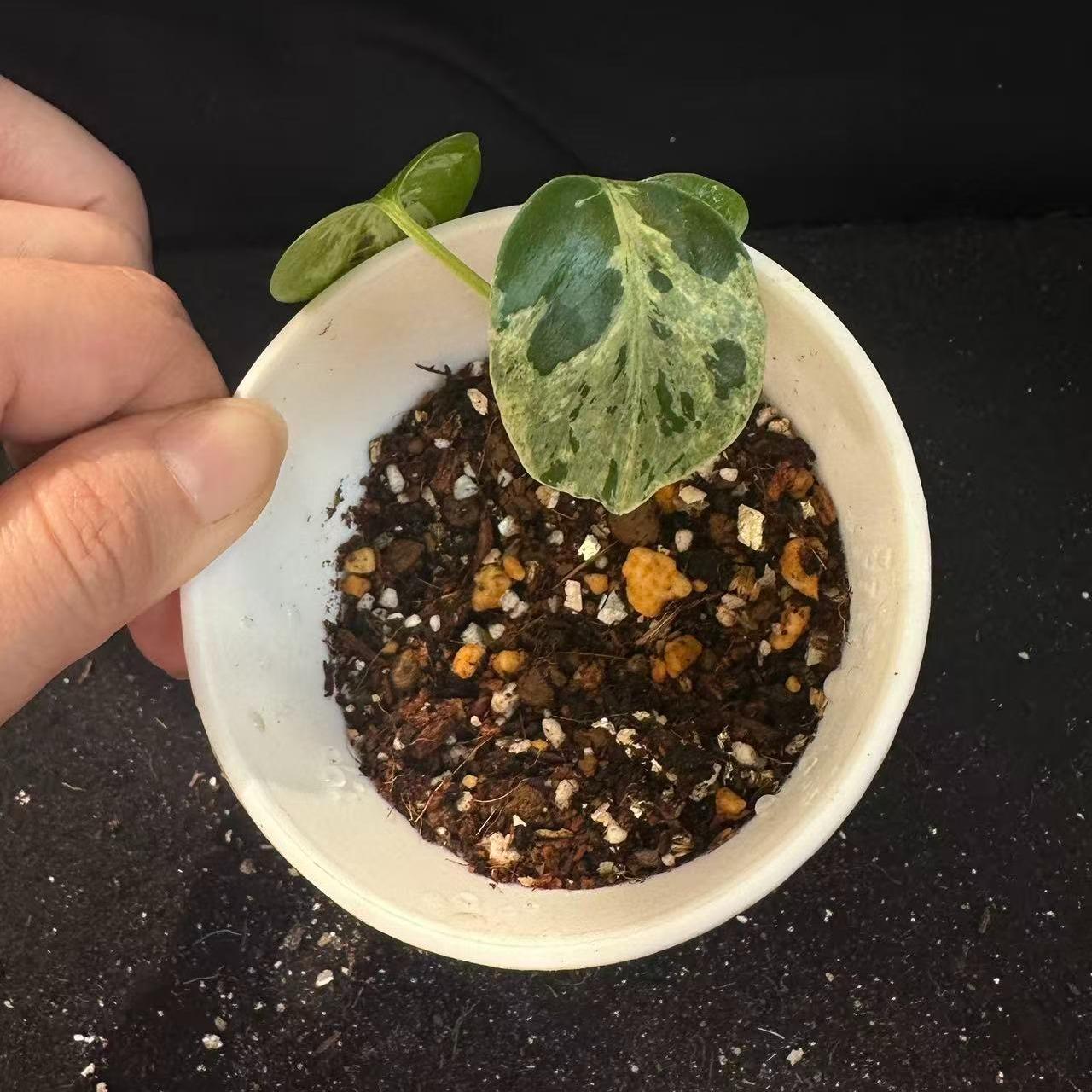 <東京から発送>観葉植物/モンステラ：デリシオーサ バルバソー 安定した斑入り いってんもの