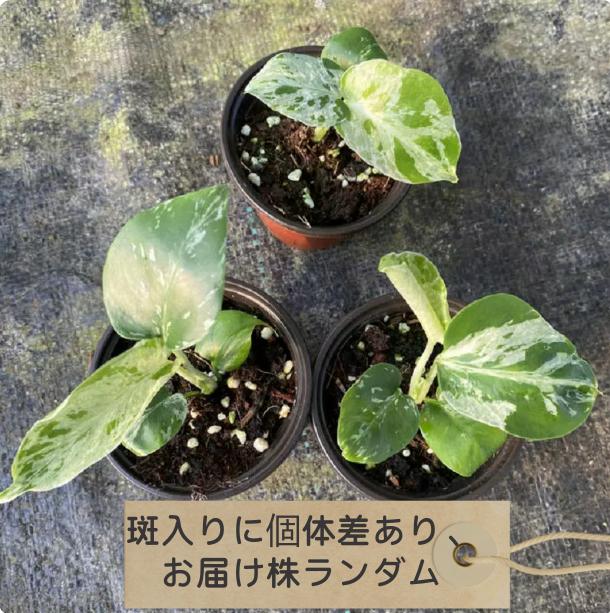 <東京から発送>観葉植物/モンステラ：デリシオーサ バルバソー 安定した斑入り いってんもの