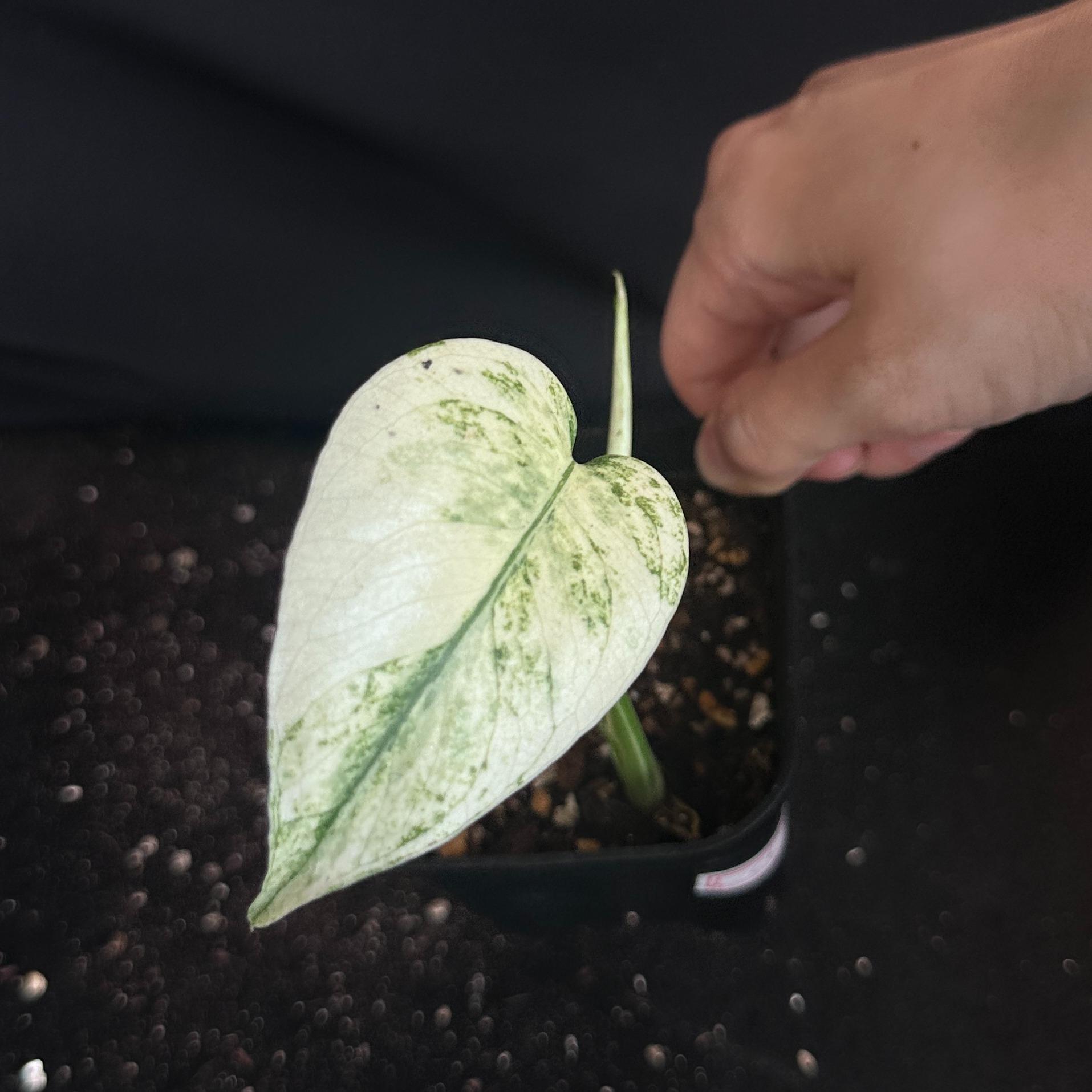 モンステラ　デリシオーサ　ホワイト 観葉植物