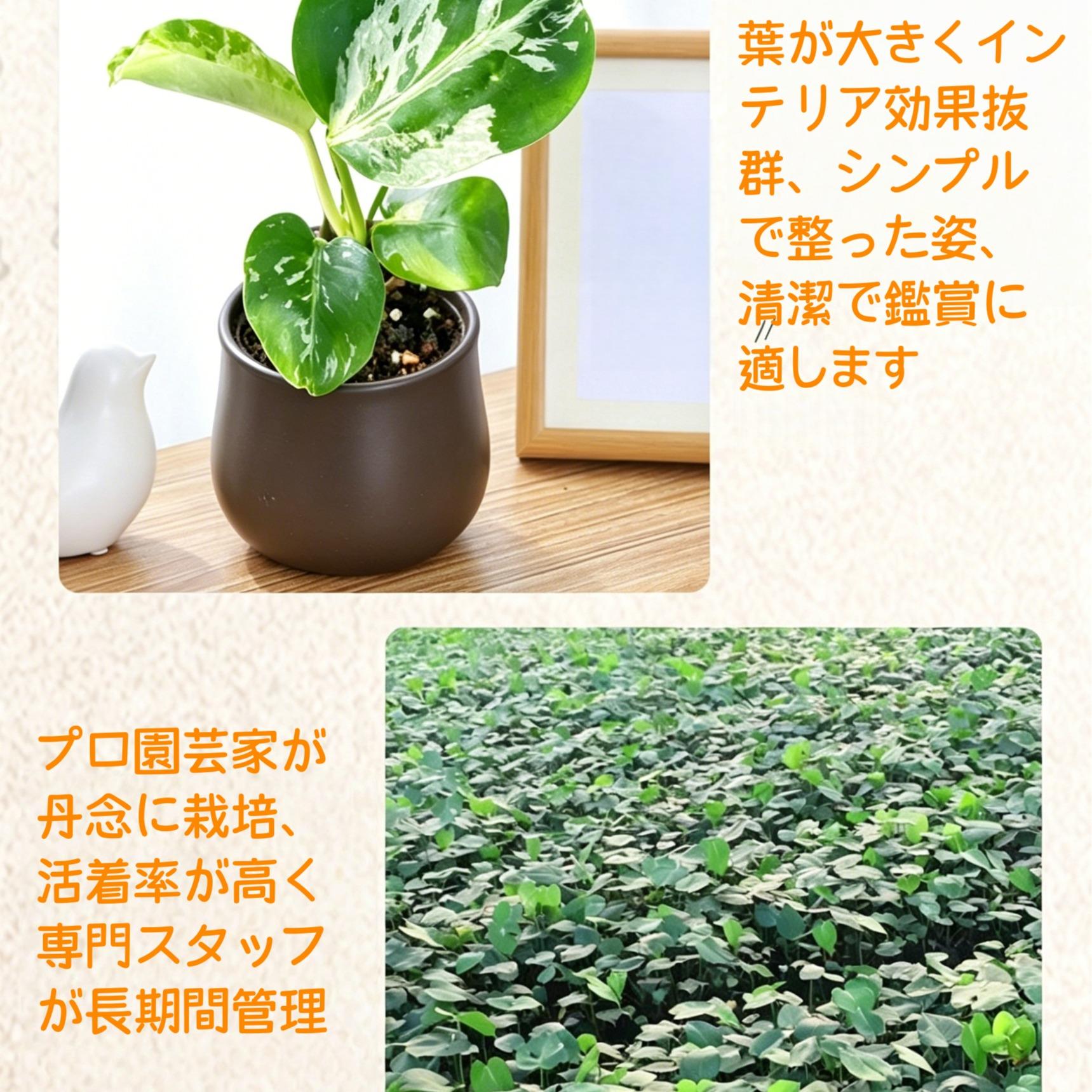 <東京から発送>観葉植物/モンステラ：デリシオーサ バルバソー 安定した斑入り いってんもの