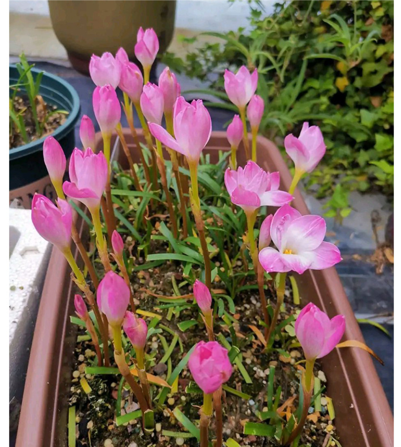 花の種 サフィラン球根 八重咲き 濃ピンク 薄ピンク白 イエロー 四季開花 濃香 発芽率高い 初心者OK 鉢植え 室内ベランダ 水耕 観葉花