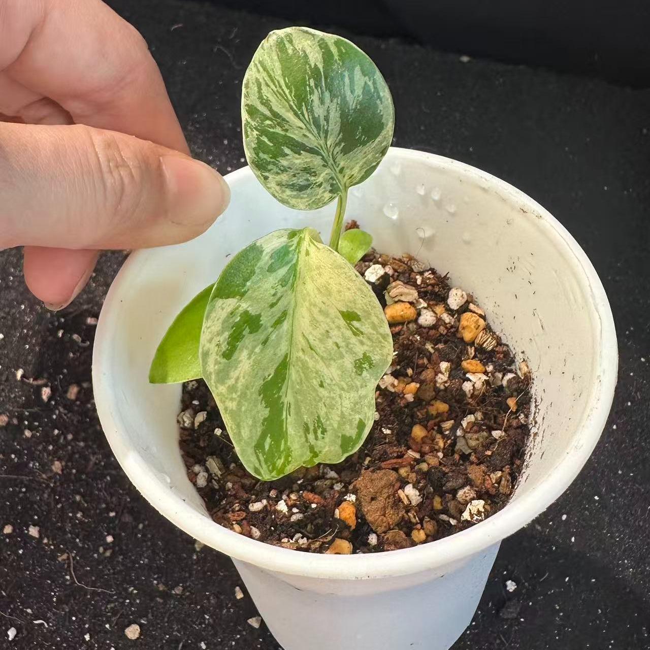 <東京から発送>観葉植物/モンステラ：デリシオーサ バルバソー 安定した斑入り いってんもの