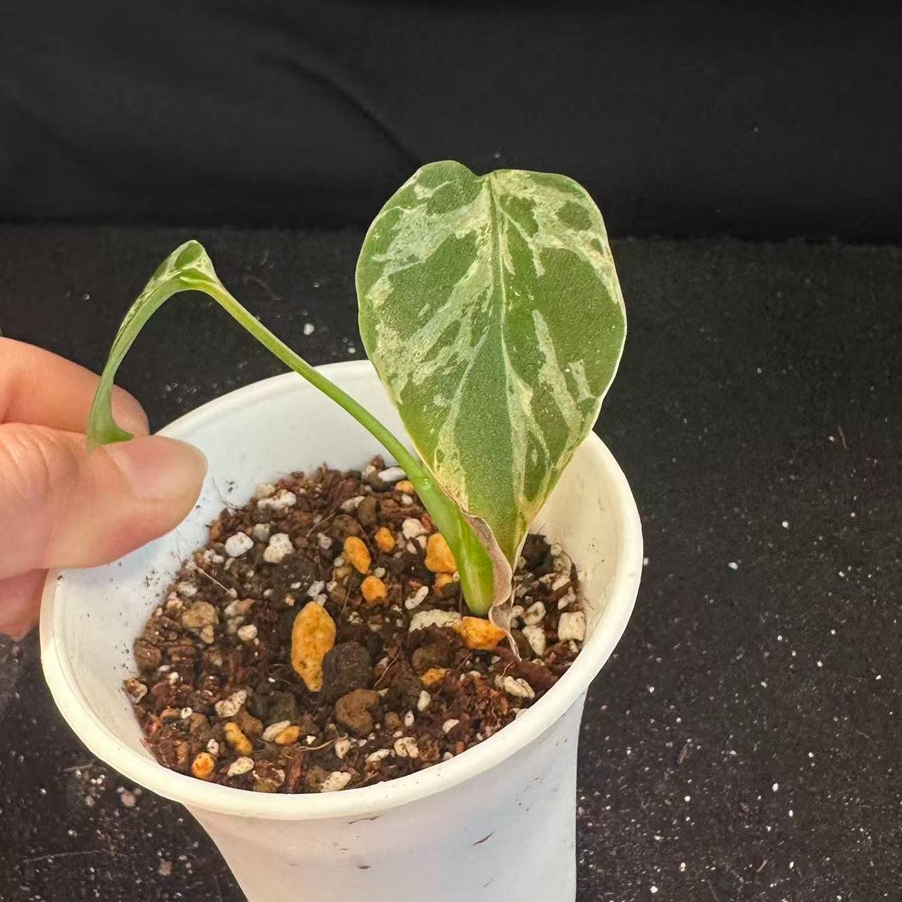 <東京から発送>観葉植物/モンステラ：デリシオーサ バルバソー 安定した斑入り いってんもの