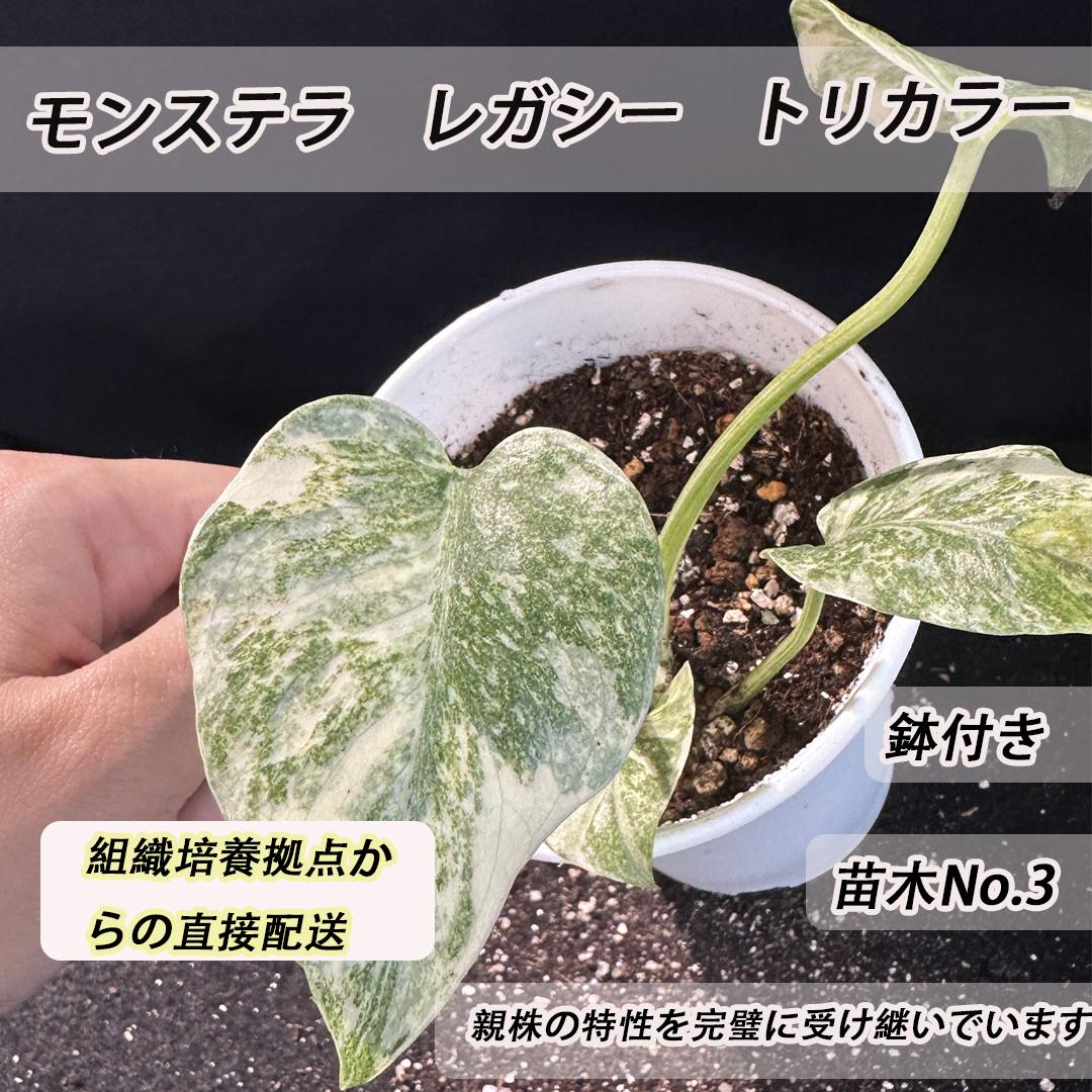 <東京から発送>モンステラ　レガシー　トリカラー 親株の特性を完全に受け継いでいる 斑入りの観葉植物