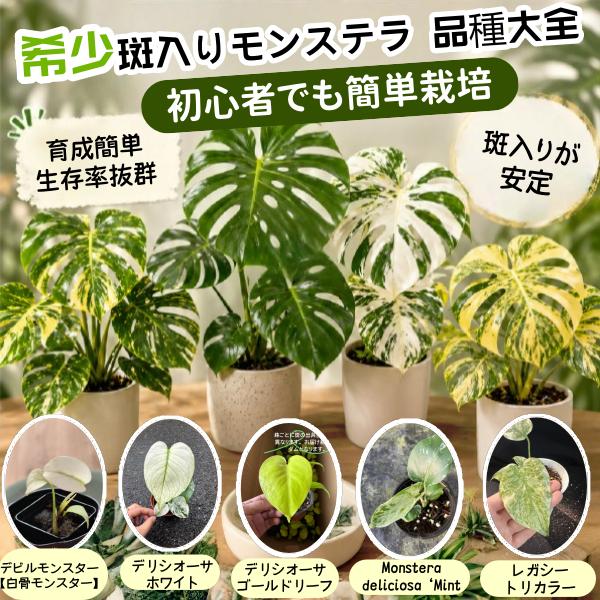 <東京から発送>希少斑入りモンステラ 品種大全 モンステラデリシオーサホワイト デリシオーサゴールドリーフ Monstera deliciosa ‘Mint タイコンステレーション モンステラ デリシオサ モンステラ：デリシオーサ バルバソ 観葉植物 初心者向け 育成簡単 生存率抜群