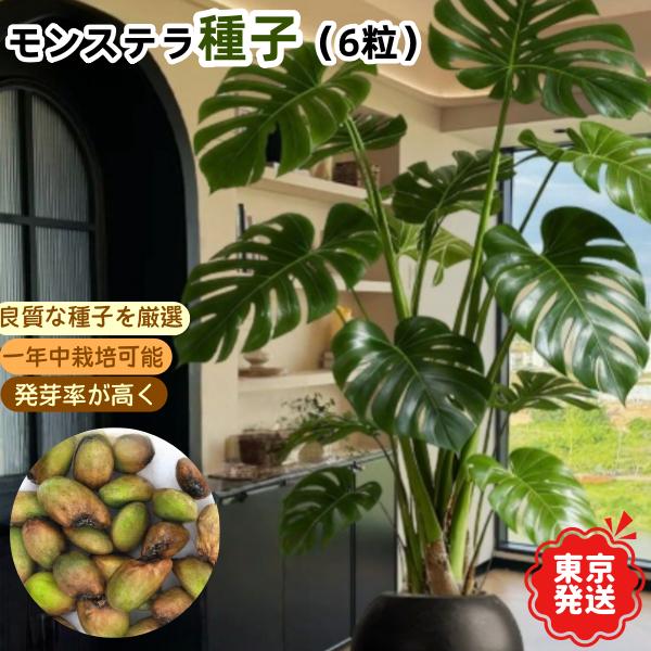<東京から発送>[種子] モンステラ デリシオーサ ｜人気品種 切り込み葉 初心者OK 発芽しやすい