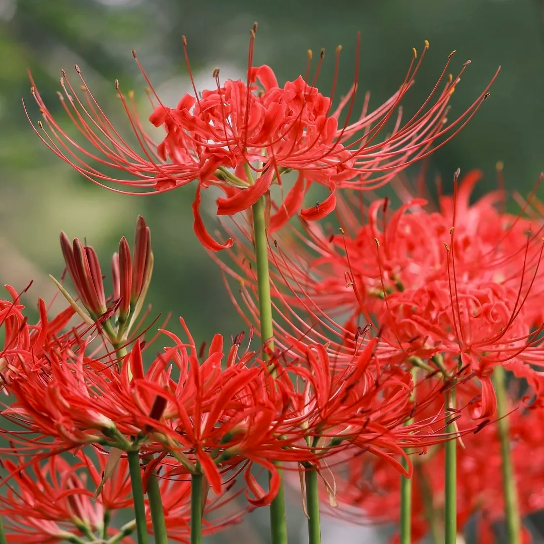 【2粒】彼岸花の種 球根 赤花 白花 真紅 希少 幻想的な花姿 美しい花姿 秋開花 秋を彩る鮮やかな花 初心者OK 庭植え 鉢植え ガーデニング 人気品種
