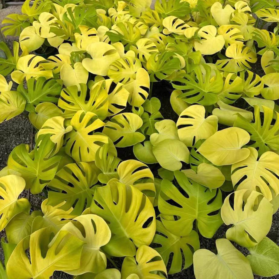 <東京から発送>トリプルイエロー　ゴールドリーフ　レモンライム  苗木2本 観葉植物/モンステラ