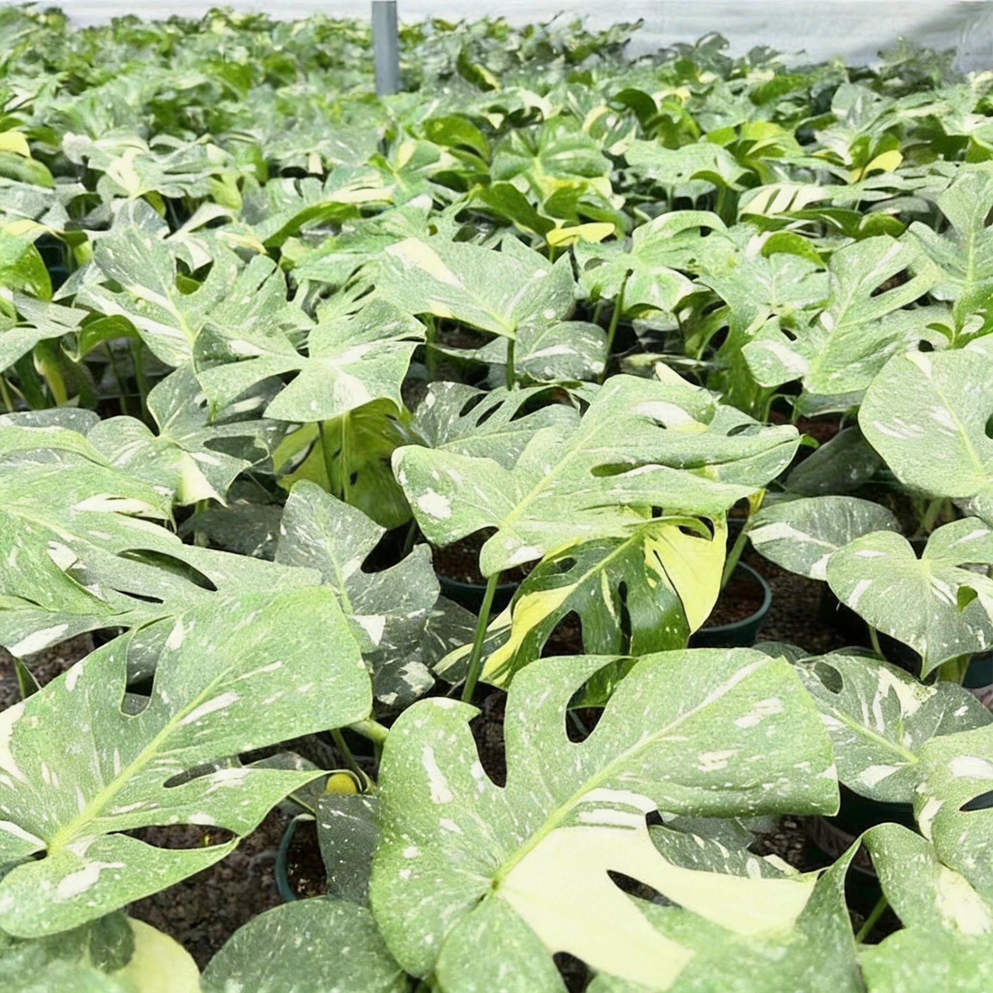 <東京から発送>モンステラ タイコンステレーション アルジャーノンに植株を親株の特性を完全に受け継いでいる 斑入りの観葉植物
