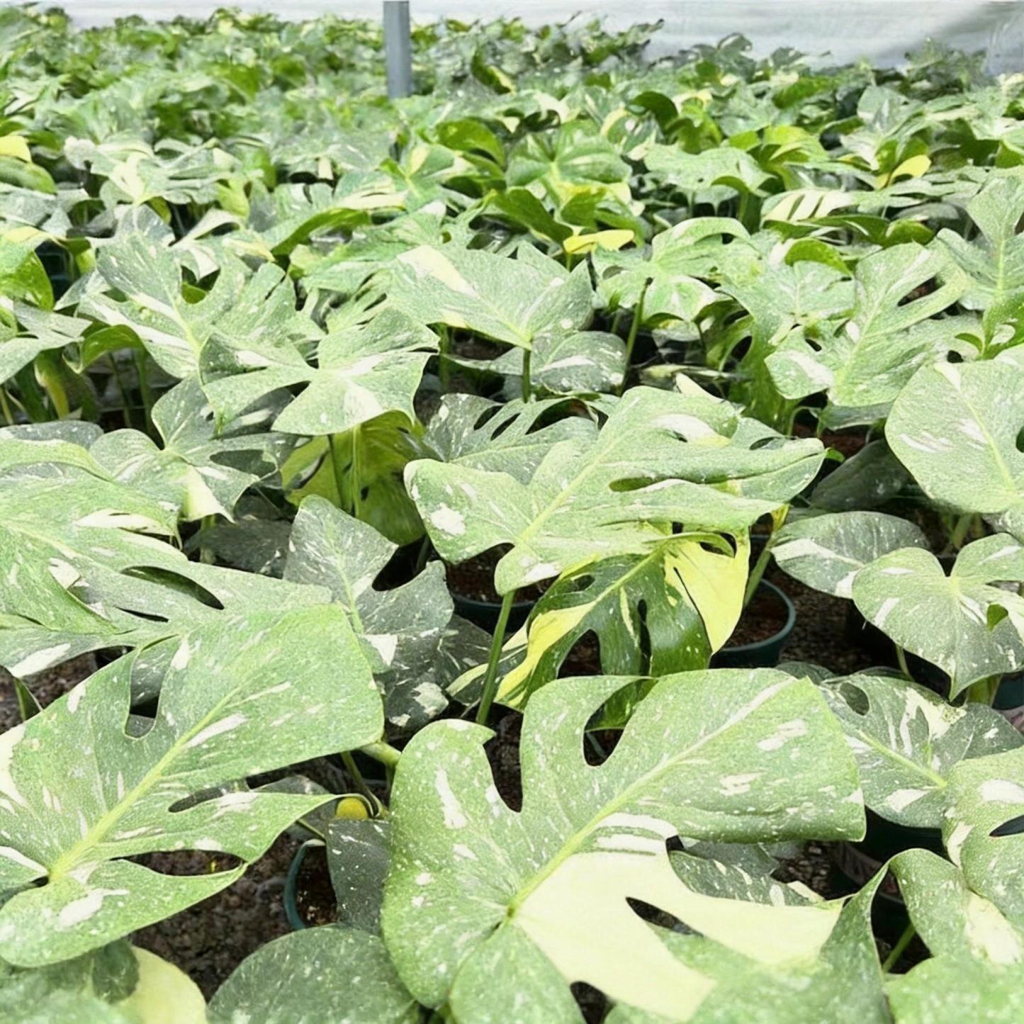 <東京から発送>モンステラ タイコンステレーション アルジャーノンに植株を親株の特性を完全に受け継いでいる 斑入りの観葉植物