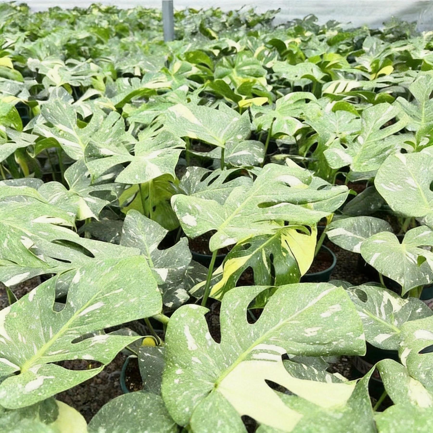 <東京から発送>モンステラ タイコンステレーション アルジャーノンに植株を親株の特性を完全に受け継いでいる 斑入りの観葉植物