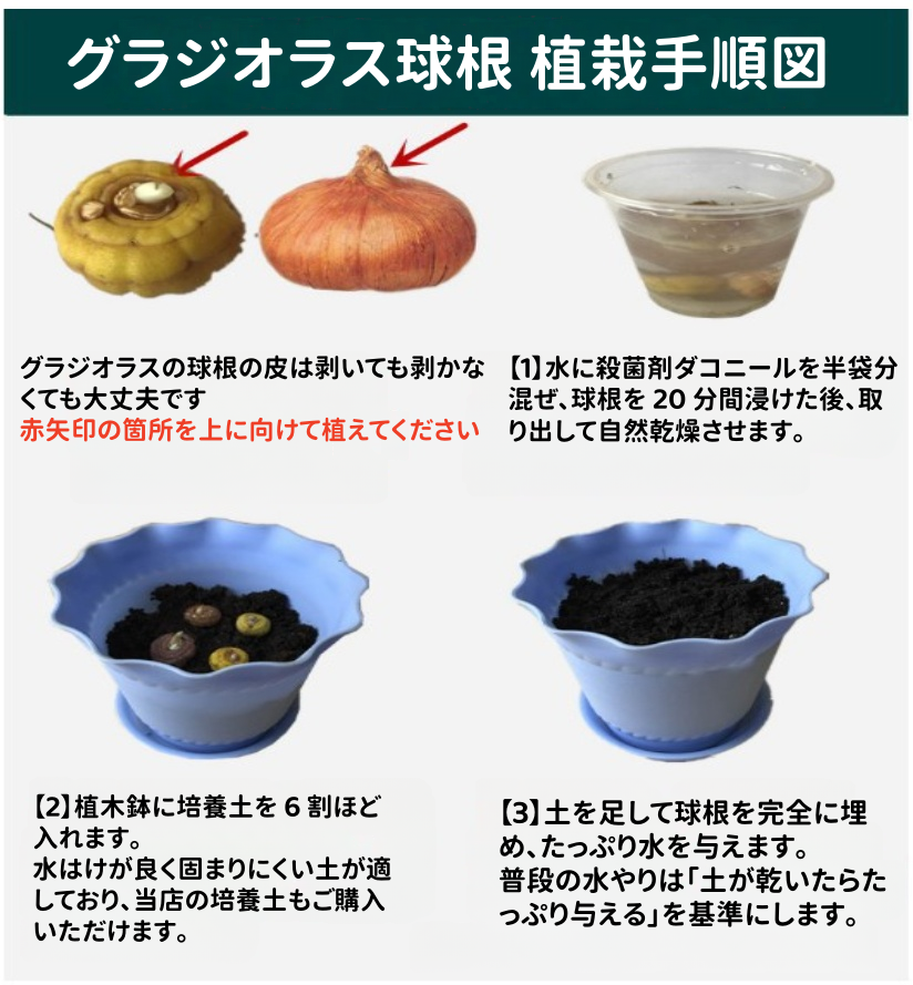 花の種 グラジオラス球根 パープル イェロー ２色 初心者向け 生命力が強い 害虫に強い 鉢植え 観賞花 室内ベランダ・庭園四季栽培可能