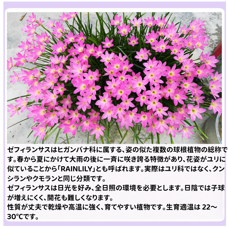 花の種 サフィラン球根 八重咲き 濃ピンク 薄ピンク白 イエロー 四季開花 濃香 発芽率高い 初心者OK 鉢植え 室内ベランダ 水耕 観葉花