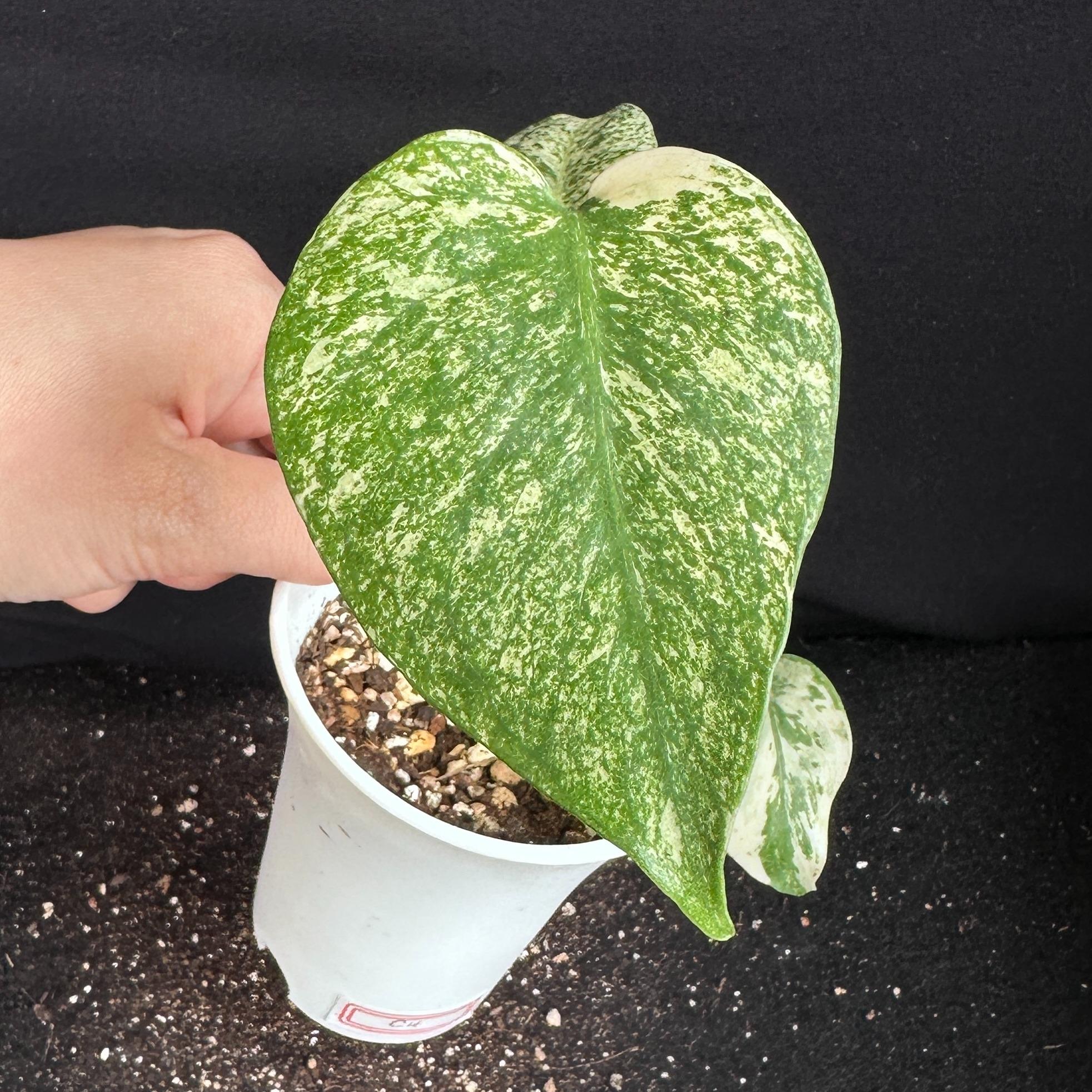 モンステラ　デリシオーサ　ホワイト 観葉植物