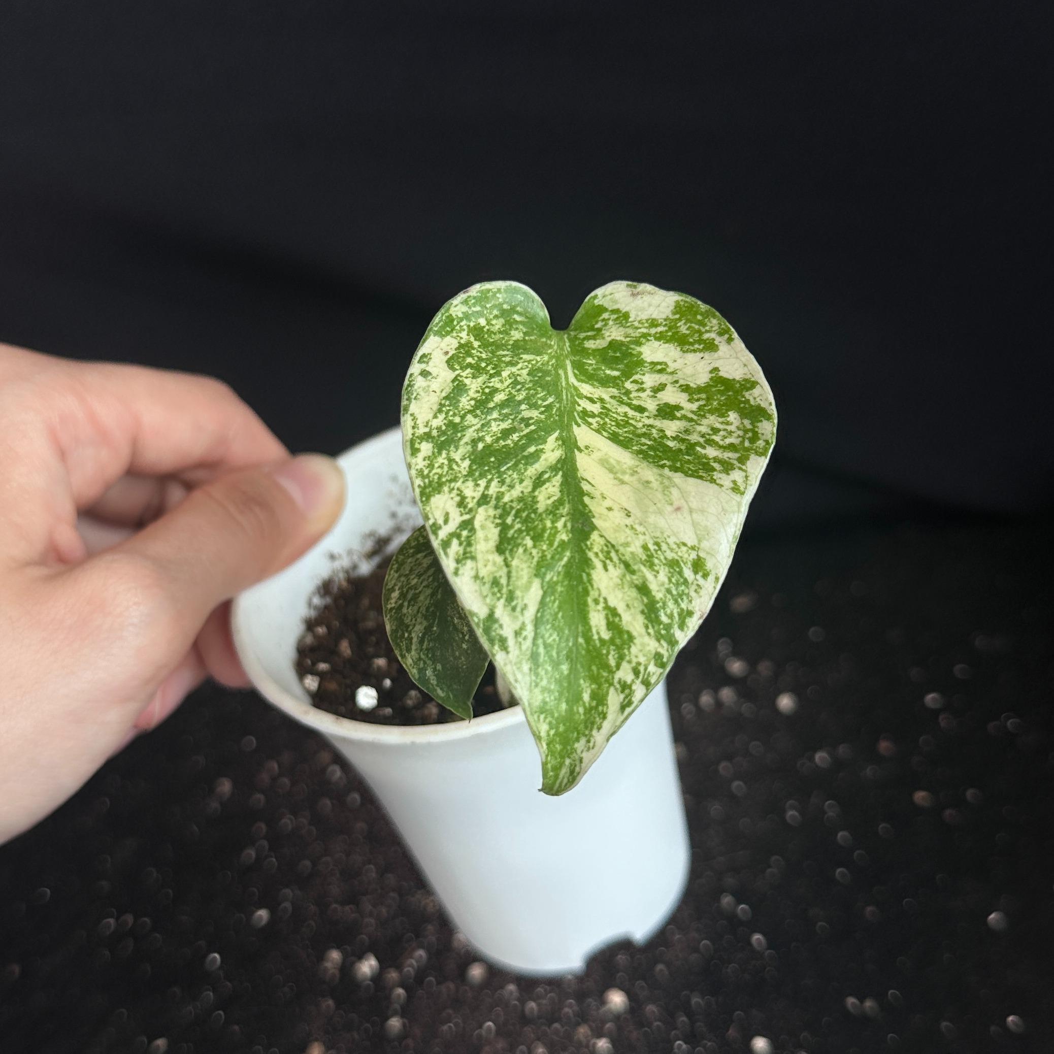 モンステラ　デリシオーサ　ホワイト 観葉植物