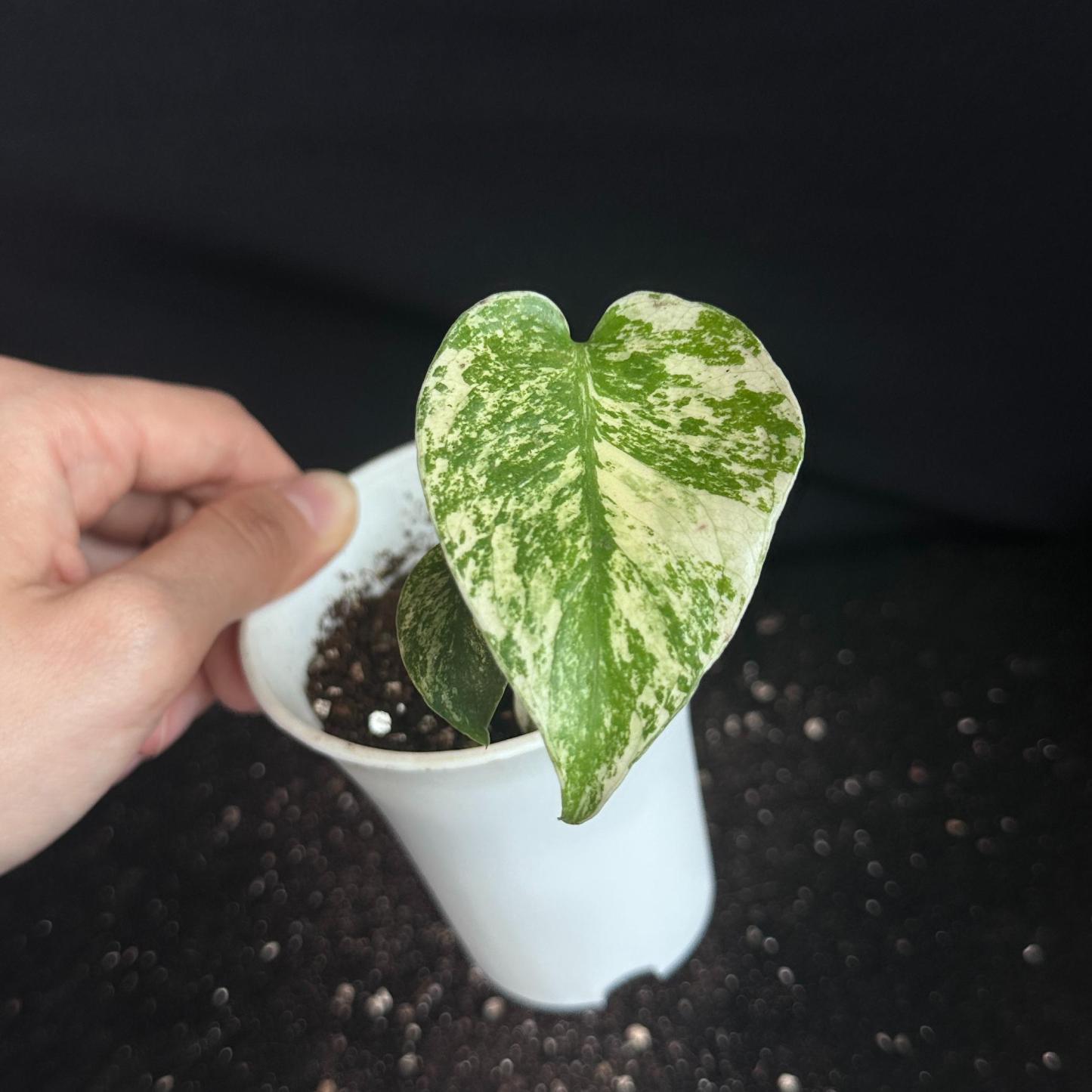 モンステラ　デリシオーサ　ホワイト 観葉植物