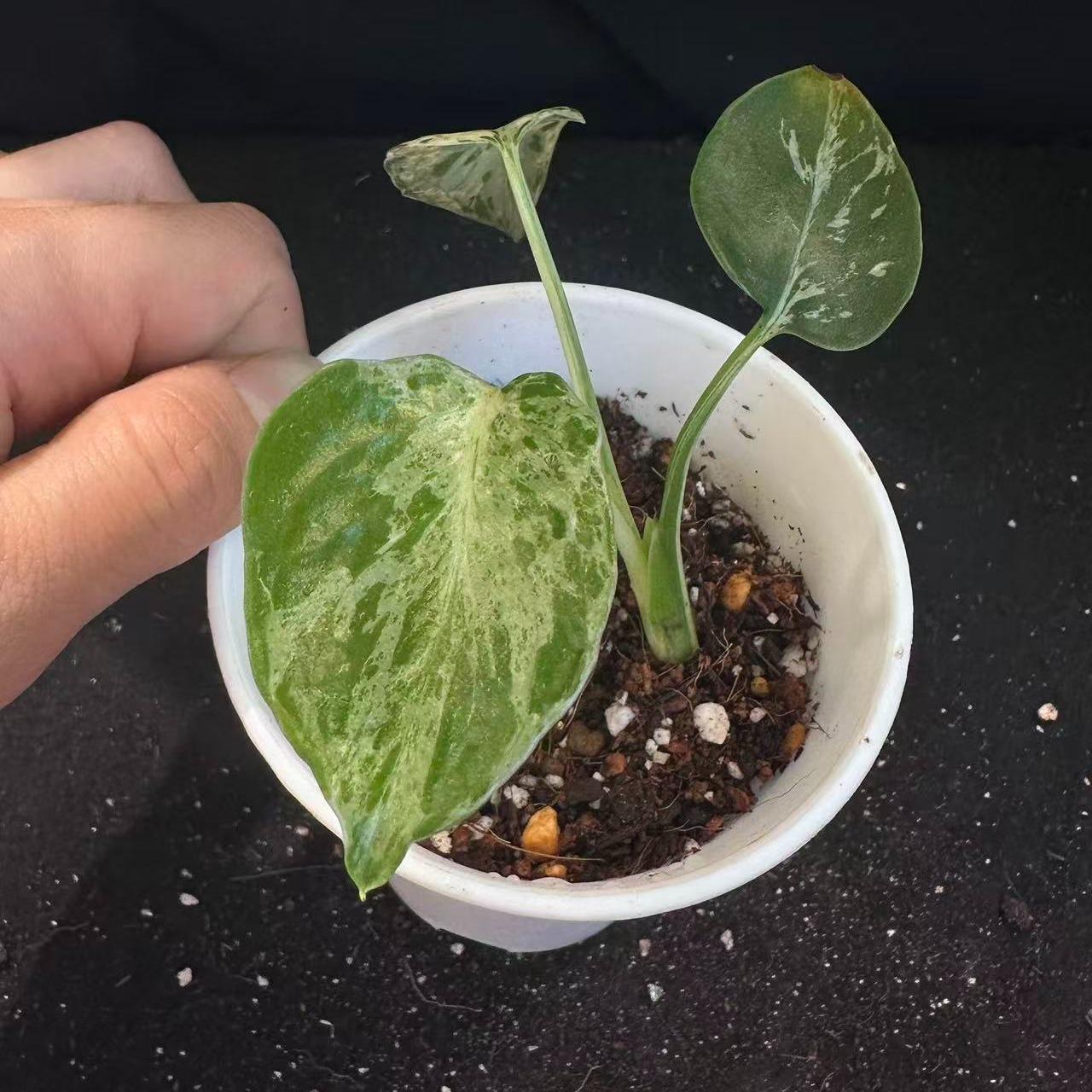 <東京から発送>観葉植物/モンステラ：デリシオーサ バルバソー 安定した斑入り いってんもの