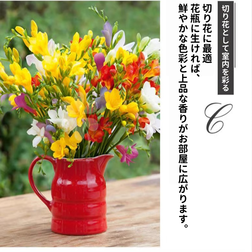 フリージア球根 ホワイト・ピンク 2色 八重咲き 一年中開花 育てやすい室内栽培OK 耐寒性あり 花姿が繊細で甘い強い香り 切り花・インテリア装飾に最適