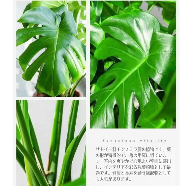 <東京から発送>[種子] モンステラ デリシオーサ ｜人気品種 切り込み葉 初心者OK 発芽しやすい
