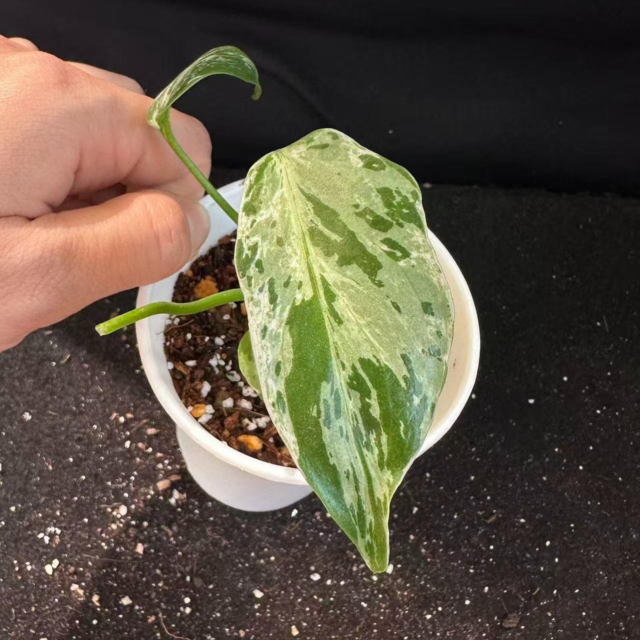 <東京から発送>観葉植物/モンステラ：デリシオーサ バルバソー 安定した斑入り いってんもの