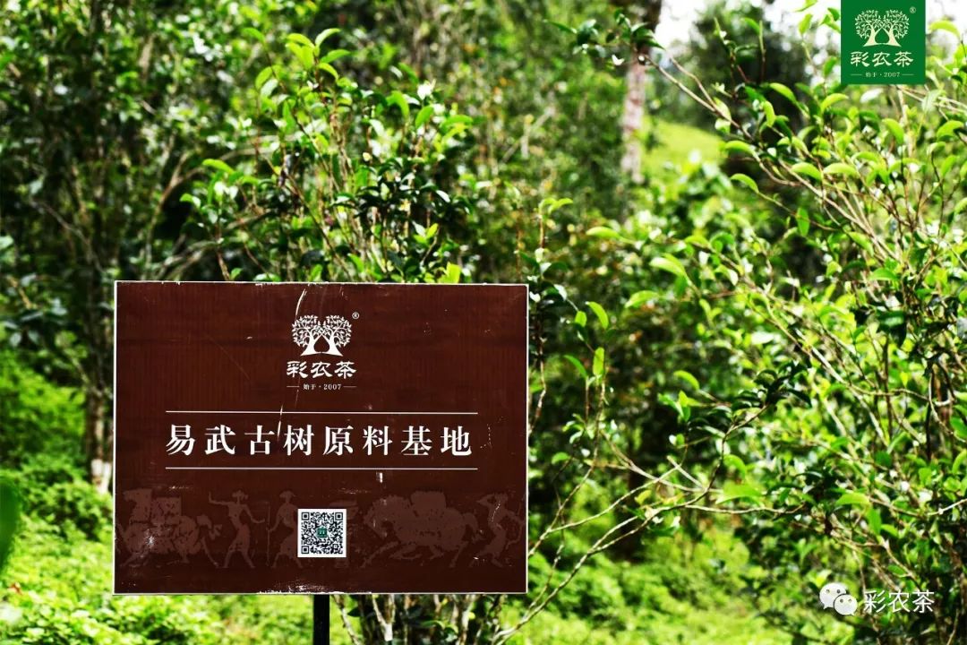 彩农茶｜易武古曼撒2021明前头春晒红茶