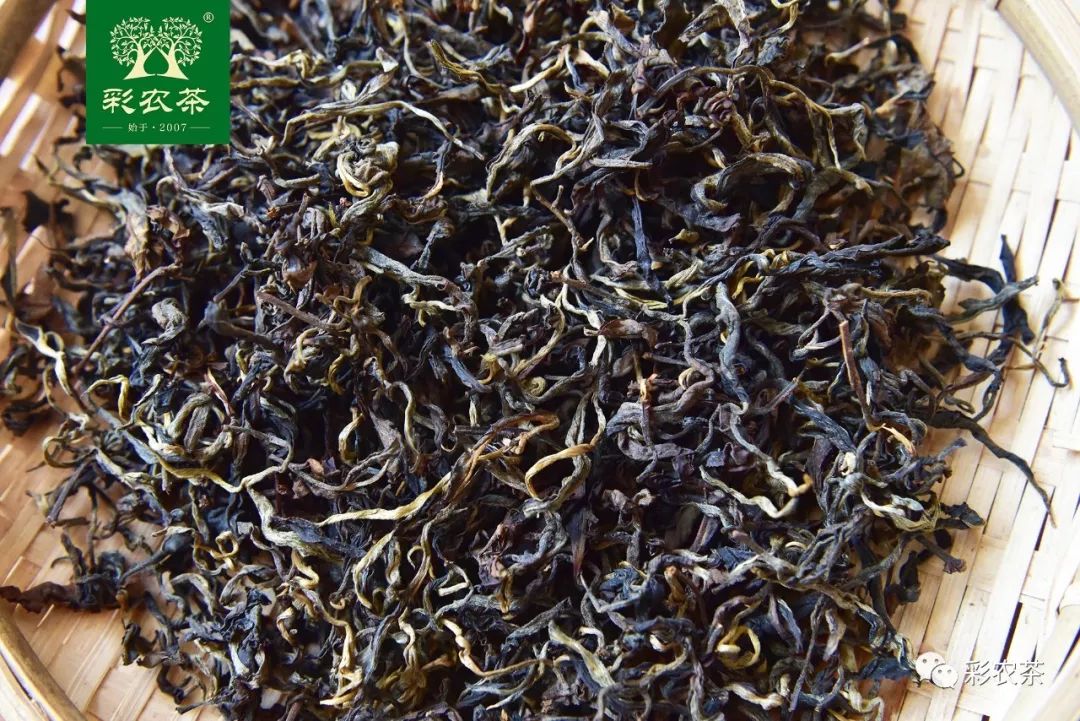 彩农茶｜易武古曼撒2021明前头春晒红茶