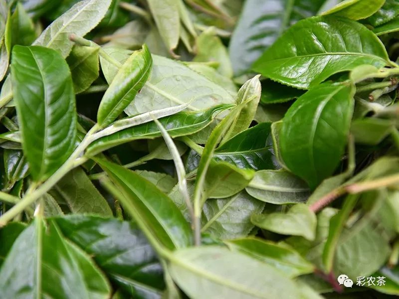 彩农茶｜易武古曼撒2021明前头春晒红茶