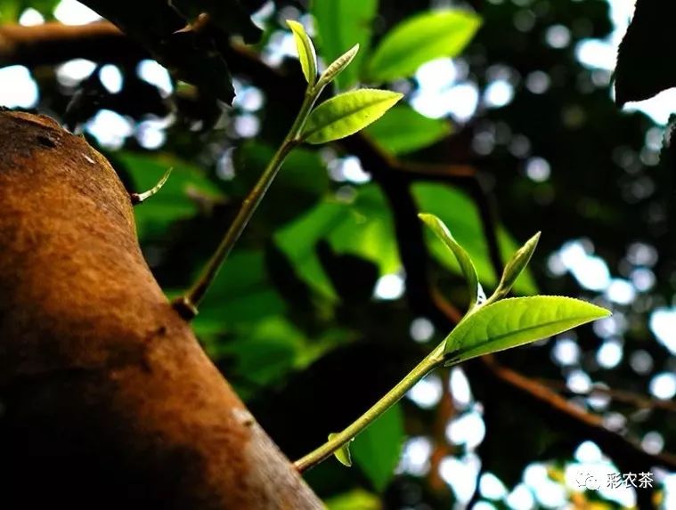 彩农茶｜易武古曼撒2021明前头春晒红茶