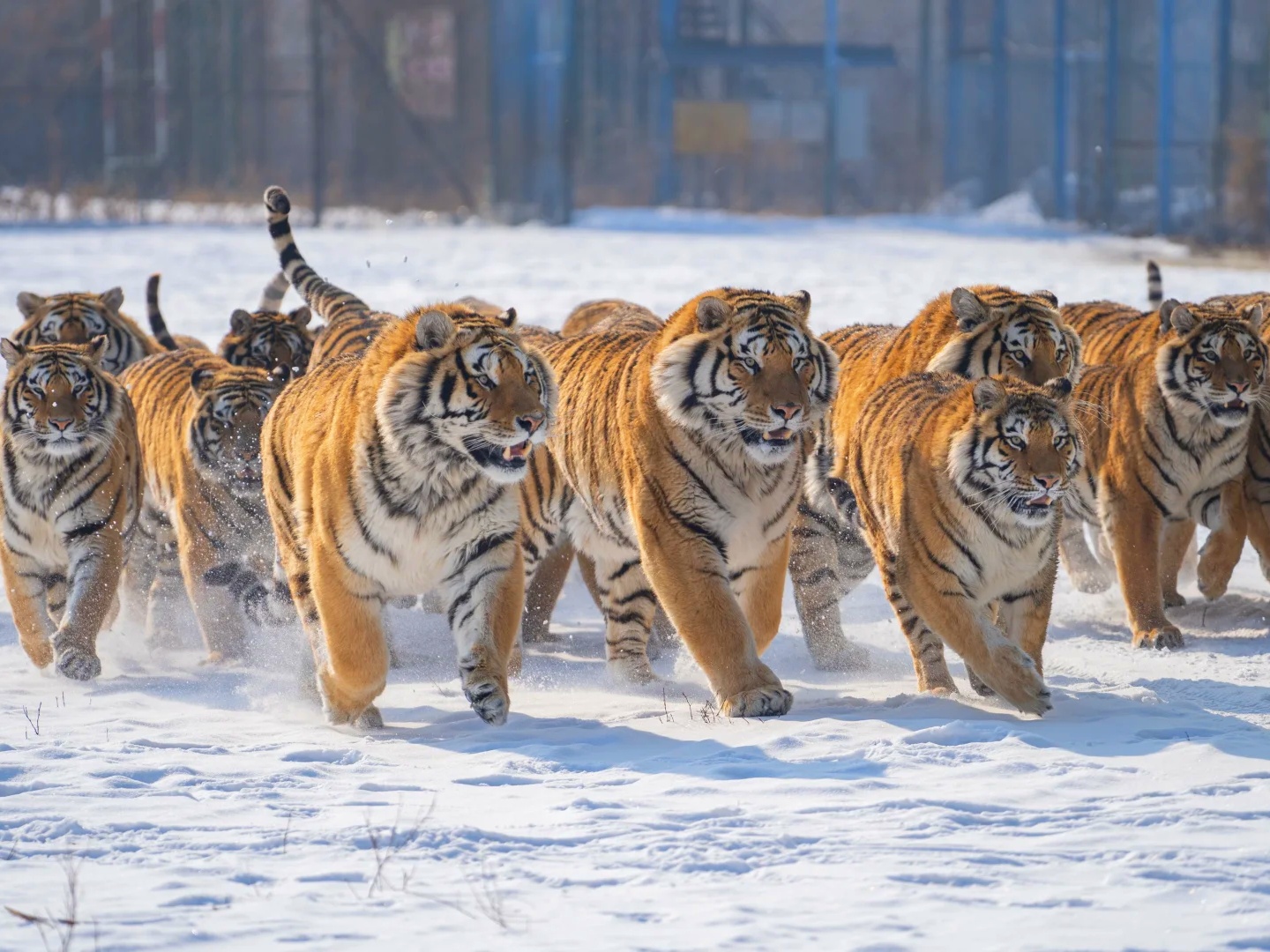 4 Days Harbin & Hengdaohezi Town Kid-Friendly Tour