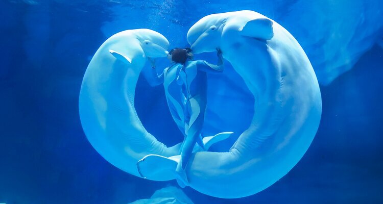 whale show