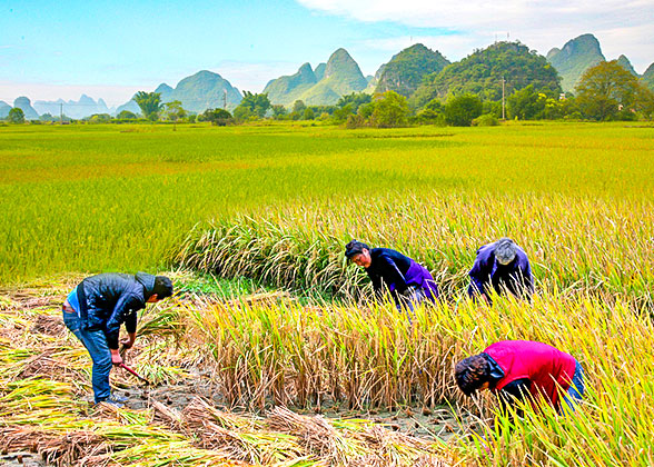 Yangshuo Countryside