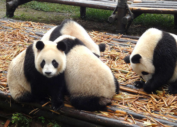 Giant pandas, Chengdu