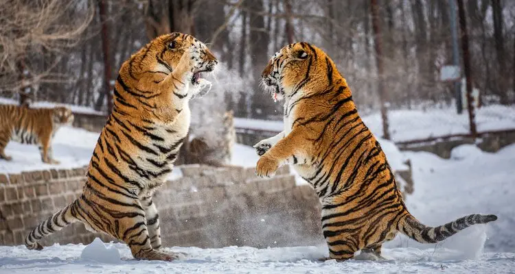 Hengdaohezi Siberian Tiger Park