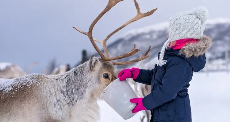 Reindeer 