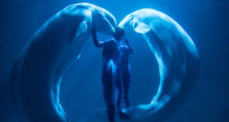 white whale show