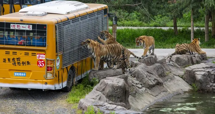 Siberian Tiger