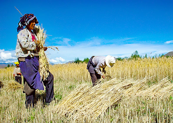 Local Villagers in Tibet