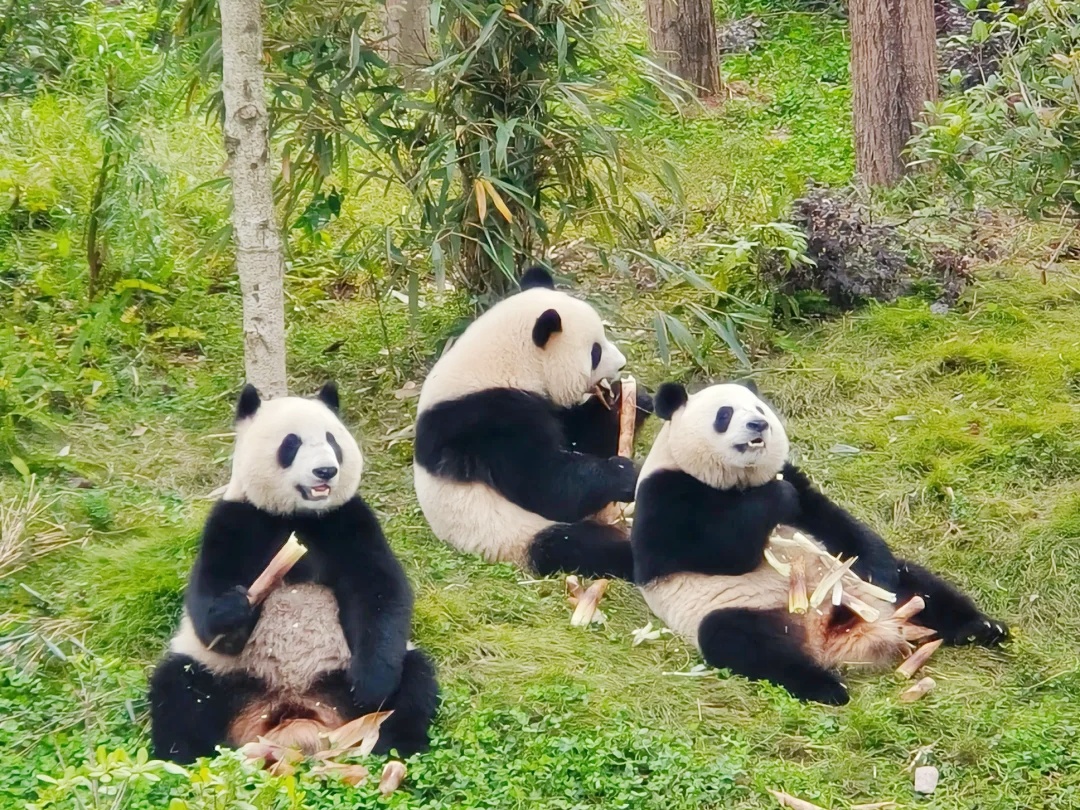 5 Days Private Tour of Chengdu - Huanglong - Jiuzhaigou