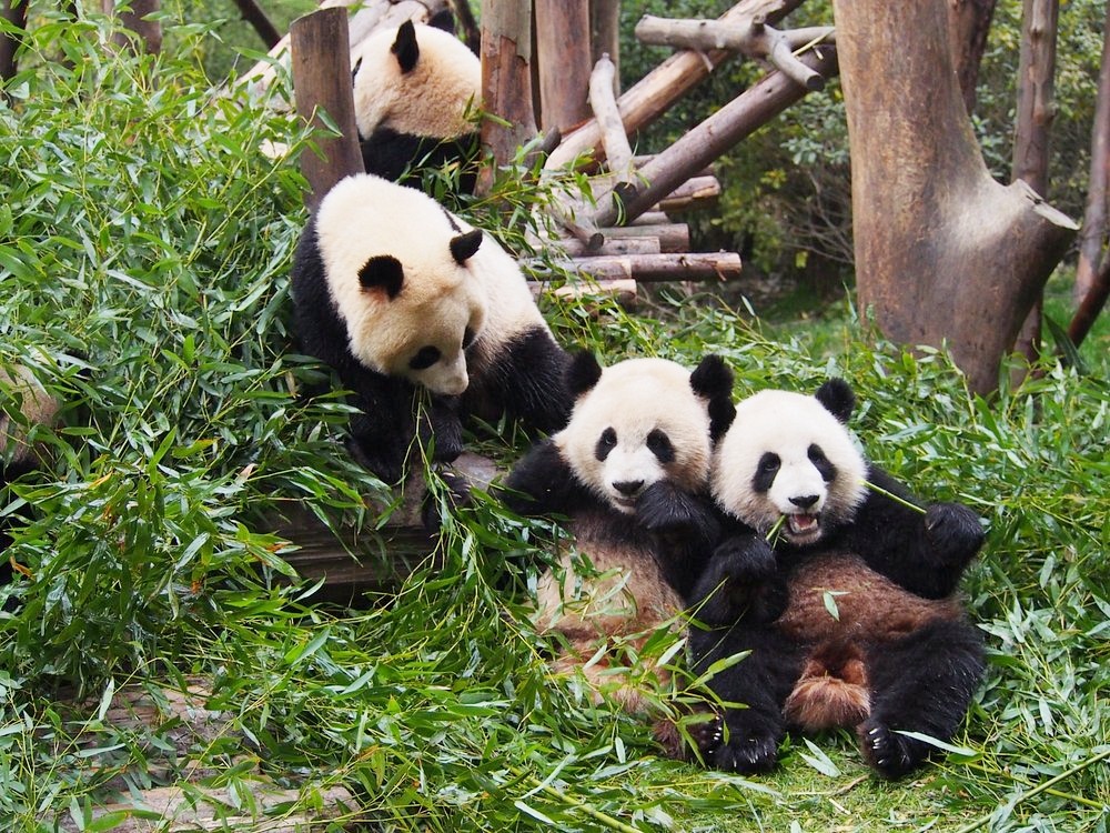 14 Days Private Tour of Beijing - Xi'an - Chengdu - Guilin - Yangshuo - Guilin - Zhangjiajie - Shanghai