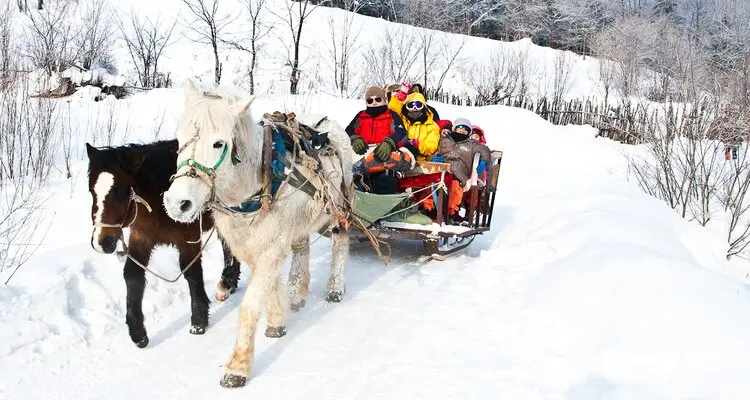 Horse Sleigh