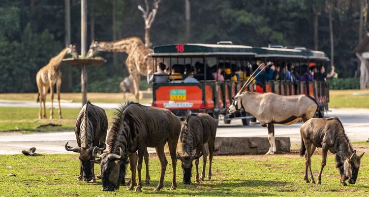 Chimelong Safari Park 