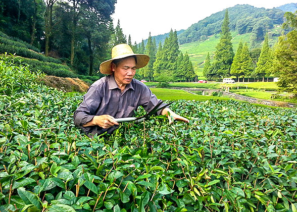 Tea Plantation at Meijiawu