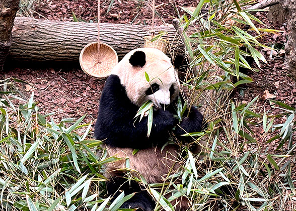 Cute Panda at the Research Base