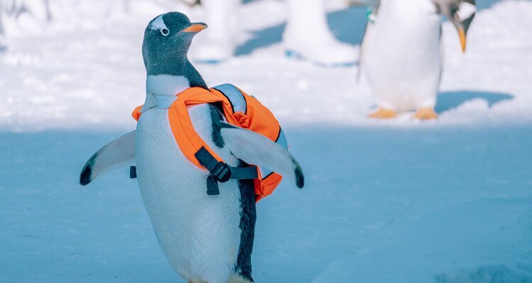 penguins.
