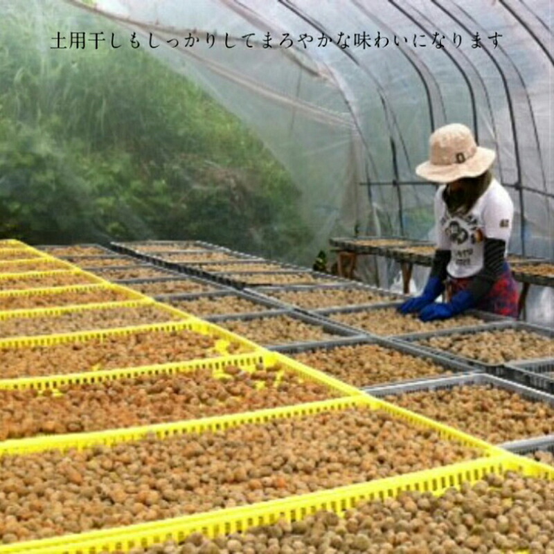 梅干 延年梅 | 延年干梅 中瓶 角瓶  | しそ しょっぱい 無添加 ご飯のお供 贈り物 ギフト プレゼント 贈答品 高級 瓶詰め 職人手作り