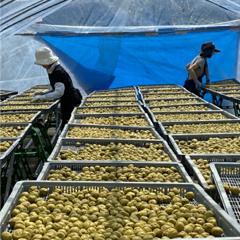 梅干 延年梅 | 延年紫蘇梅 ロング瓶 中瓶 塩分13％ | しそ しょっぱい 自然製法 無添加 しそ梅 ご飯のお供 贈り物 ギフト プレゼント