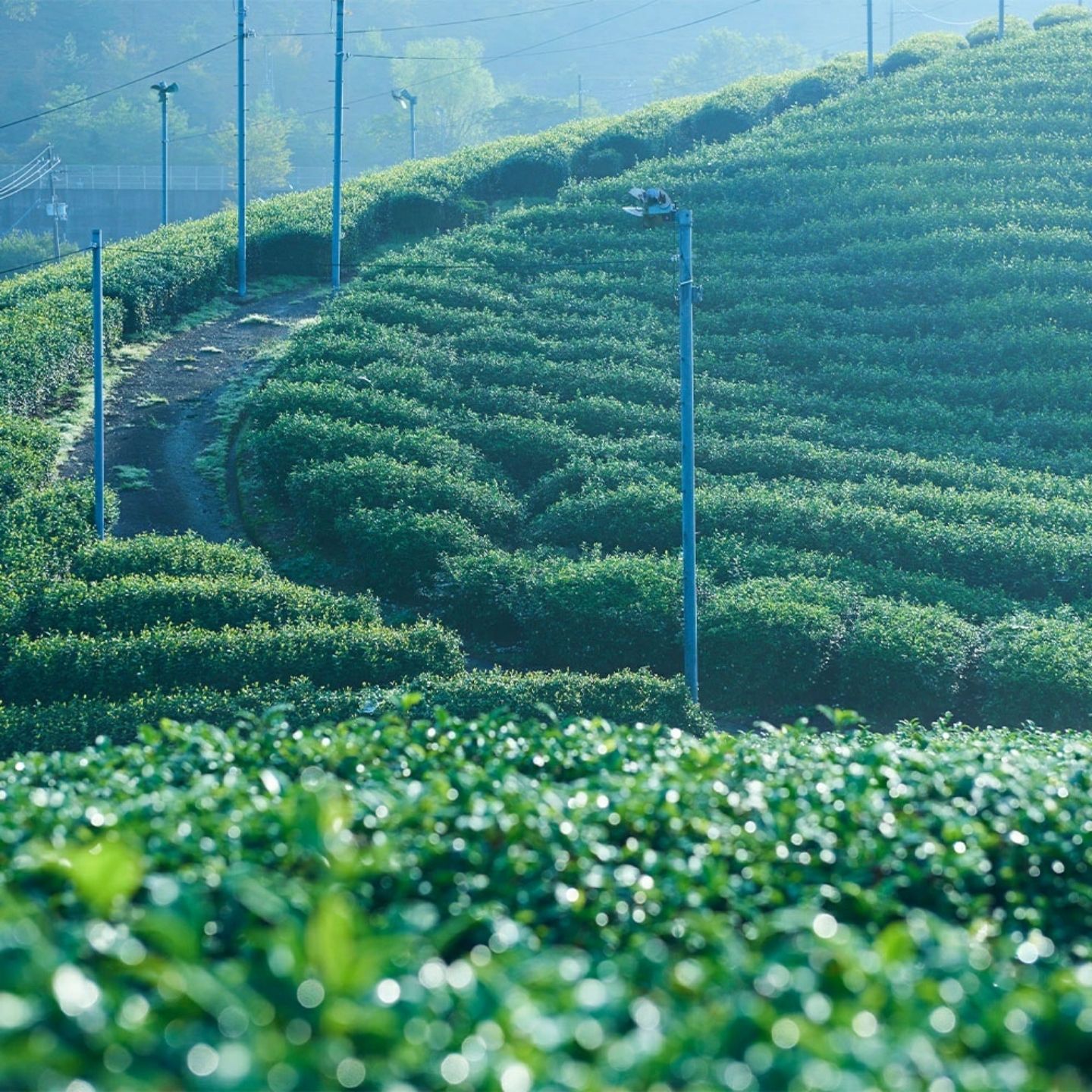 ギフト 2026 プレゼント お茶【季節限定選べるギフト】京玄米茶 | 宇治田原製茶場 | さくら茶 桜茶 玄米茶 国産 宇治茶 玄米茶 京都 宇治 お茶 日本茶 贈り物 スイーツ以外 健康 花以外 ティーバッグ 詰め合わせ ギフト プレゼント 入学祝い 卒業祝い 内祝い お礼