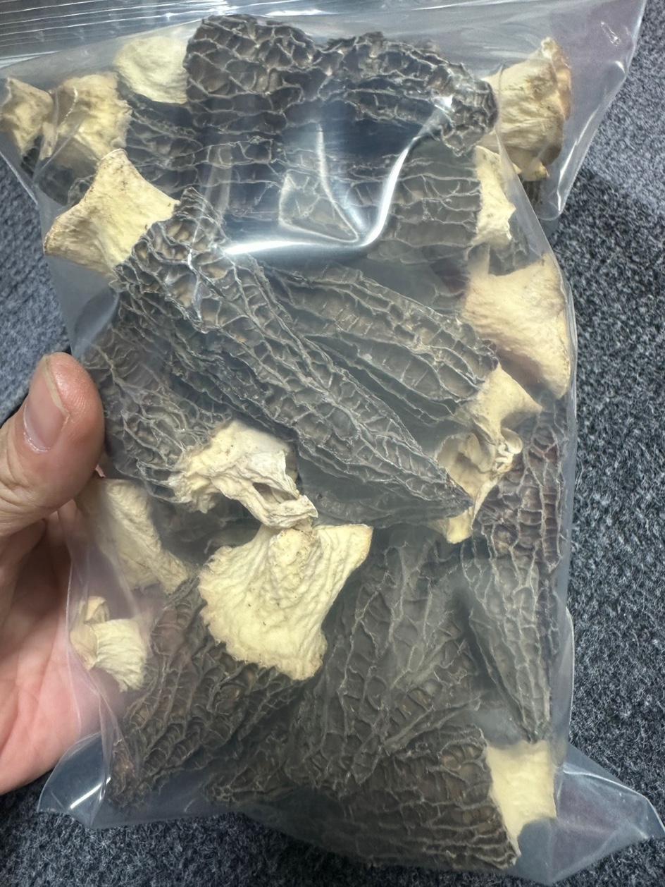 13B 羊肚菌